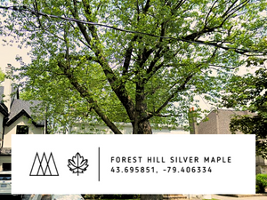 CUBES - Forest Hill Silver Maple